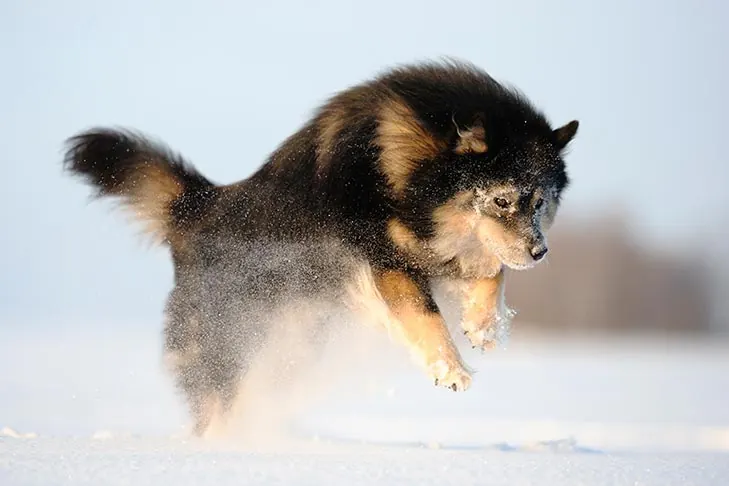 گالری تاریخچه فنلاندی لاپ‌هوند (Finnish Lapphund)