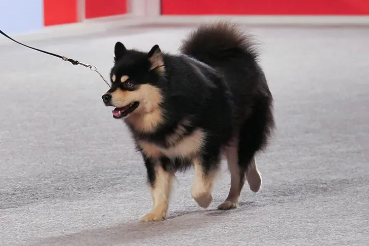 گالری تاریخچه فنلاندی لاپ‌هوند (Finnish Lapphund)