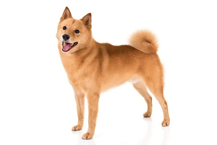 فنلاندی اسپیتز (Finnish Spitz)