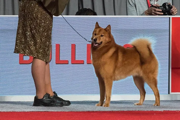 Finnish Spitz