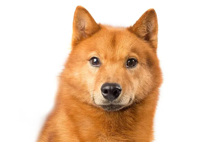 فنلاندی اسپیتز (Finnish Spitz)