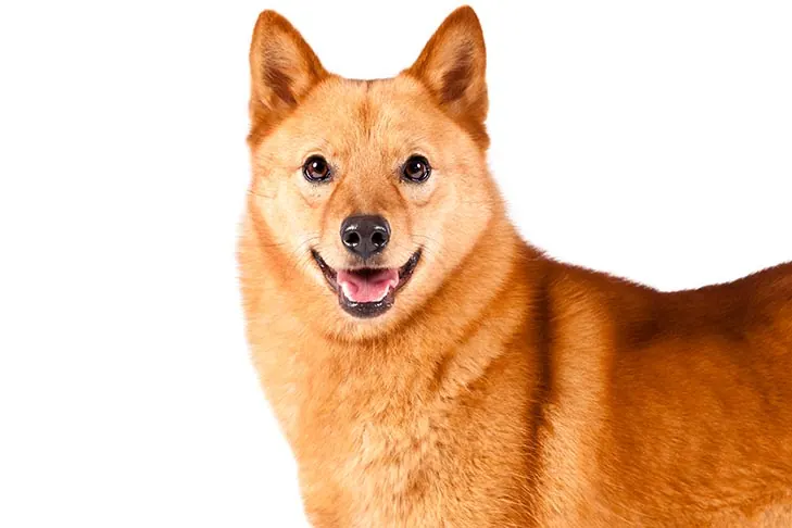 گالری تاریخچه فنلاندی اسپیتز (Finnish Spitz)
