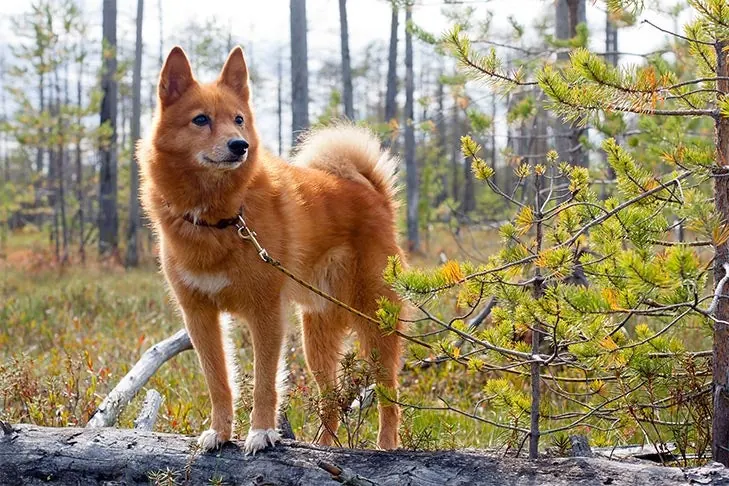 گالری تاریخچه فنلاندی اسپیتز (Finnish Spitz)