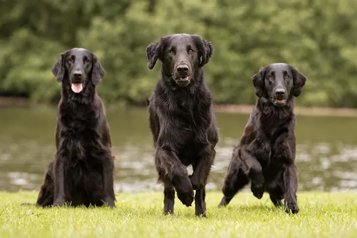فلت‌کوتد ریتریور (Flat-Coated Retriever)