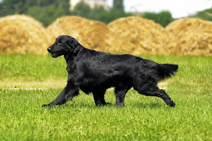 Flat-Coated Retriever