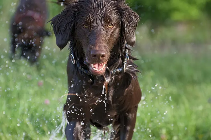 فلت‌کوتد ریتریور (Flat-Coated Retriever)