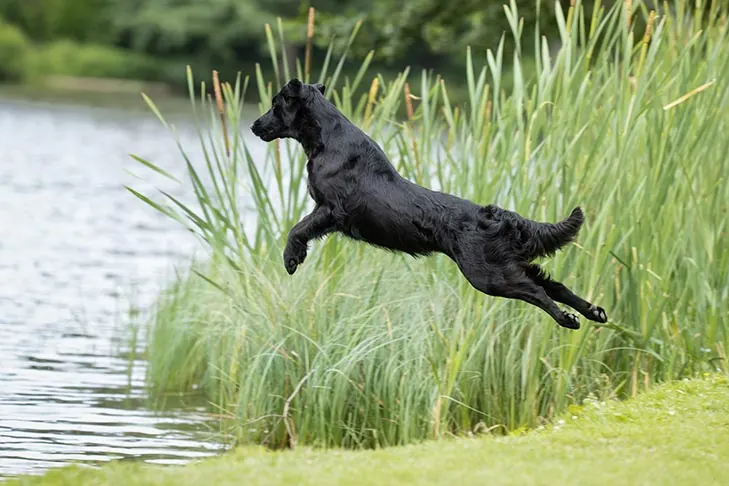 گالری تاریخچه فلت‌کوتد ریتریور (Flat-Coated Retriever)