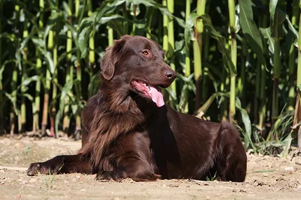 گالری تاریخچه فلت‌کوتد ریتریور (Flat-Coated Retriever)