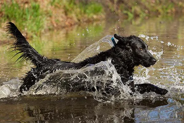 گالری تاریخچه فلت‌کوتد ریتریور (Flat-Coated Retriever)