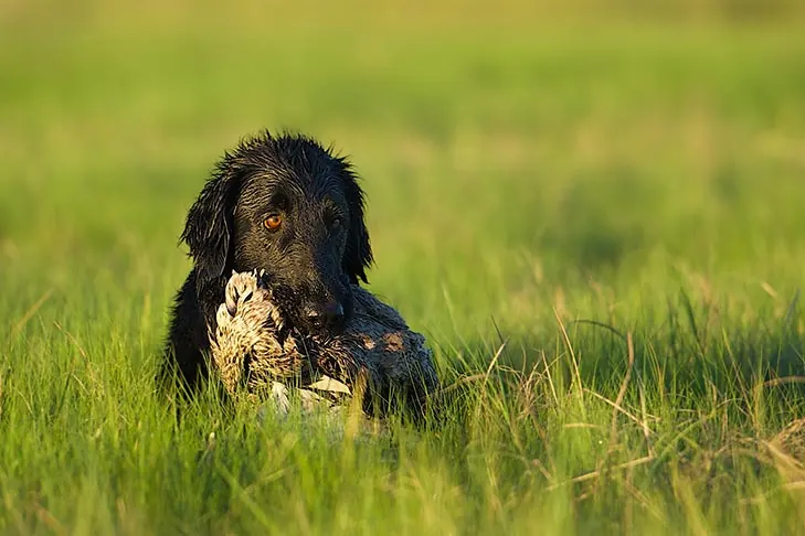 گالری تاریخچه فلت‌کوتد ریتریور (Flat-Coated Retriever)