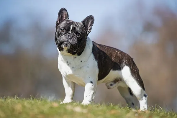فرنچ بولداگ (French Bulldog)