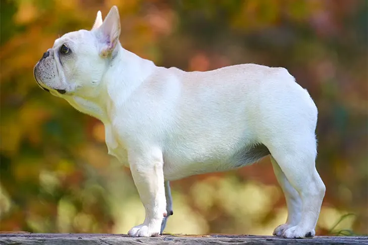 French Bulldog