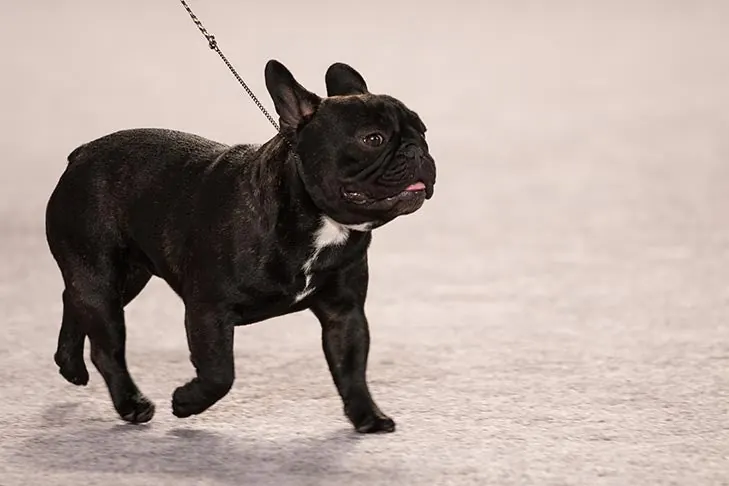 فرنچ بولداگ (French Bulldog)