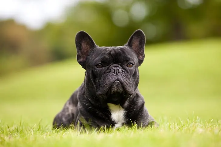 گالری تاریخچه فرنچ بولداگ (French Bulldog)