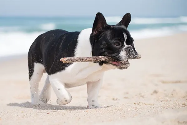 گالری تاریخچه فرنچ بولداگ (French Bulldog)