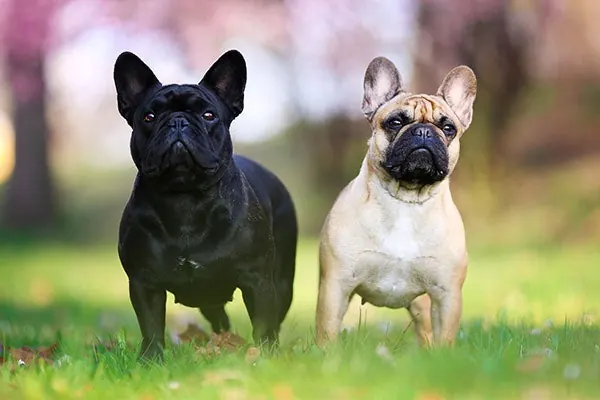 گالری تاریخچه فرنچ بولداگ (French Bulldog)