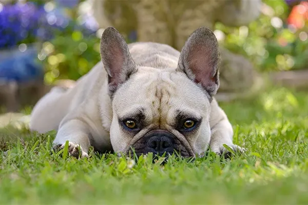 گالری تاریخچه فرنچ بولداگ (French Bulldog)