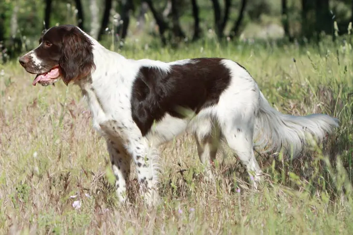 اسپنیل فرانسوی (French Spaniel)