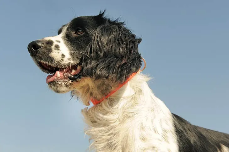 French Spaniel