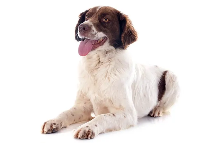 اسپنیل فرانسوی (French Spaniel)