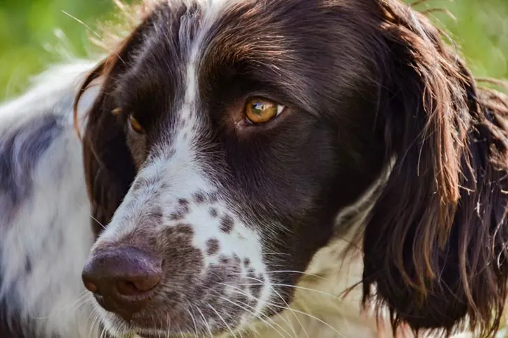 گالری تاریخچه اسپنیل فرانسوی (French Spaniel)