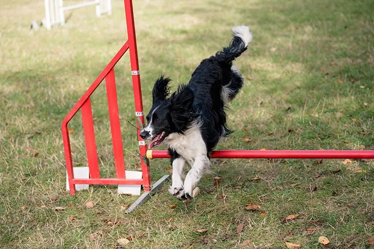 گالری تاریخچه اسپنیل فرانسوی (French Spaniel)