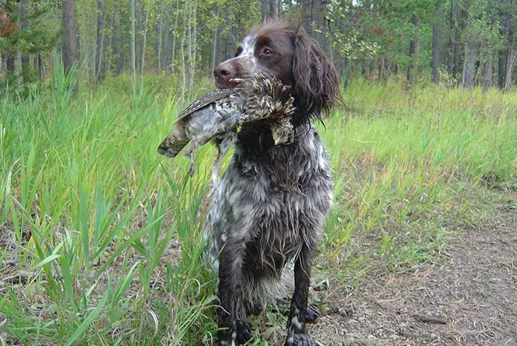 ژرمن لانگ‌هیرد پوینتر (German Longhaired Pointer)