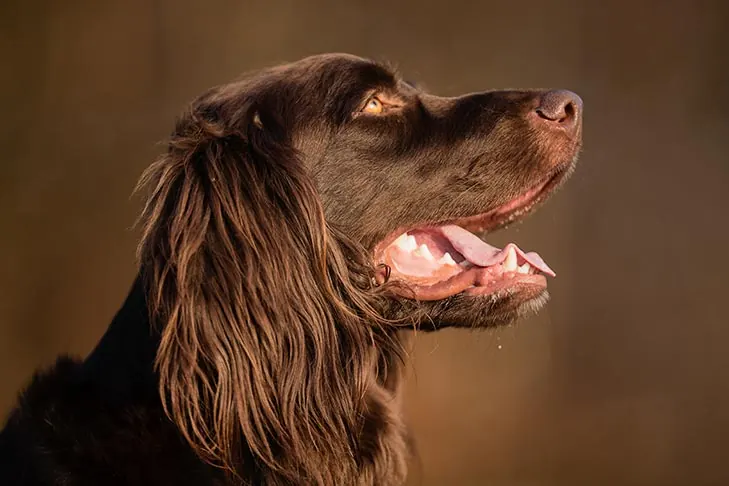 German Longhaired Pointer