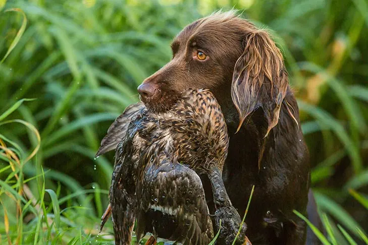 ژرمن لانگ‌هیرد پوینتر (German Longhaired Pointer)