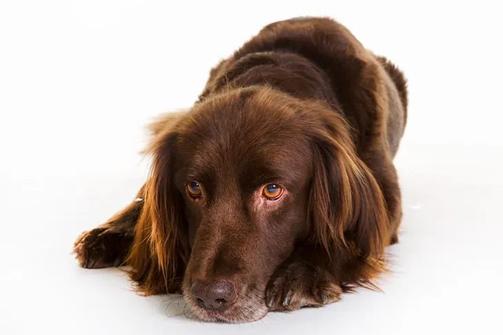 گالری تاریخچه ژرمن لانگ‌هیرد پوینتر (German Longhaired Pointer)