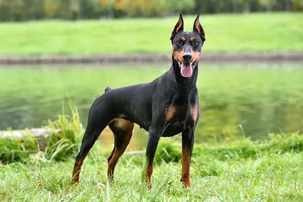 ژرمن پینچر (German Pinscher)