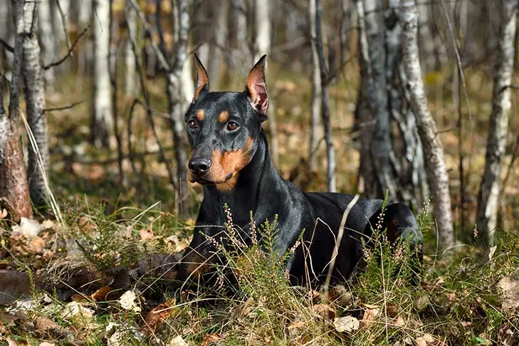 German Pinscher