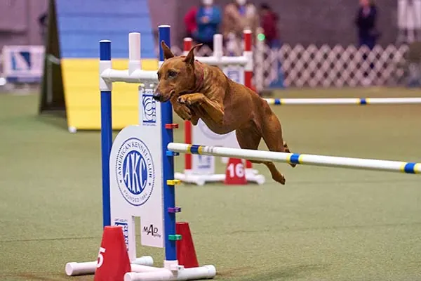 ژرمن پینچر (German Pinscher)