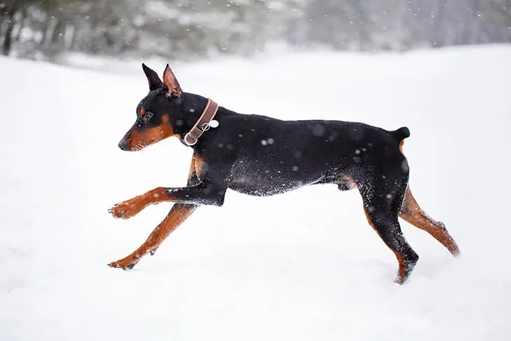 گالری تاریخچه ژرمن پینچر (German Pinscher)