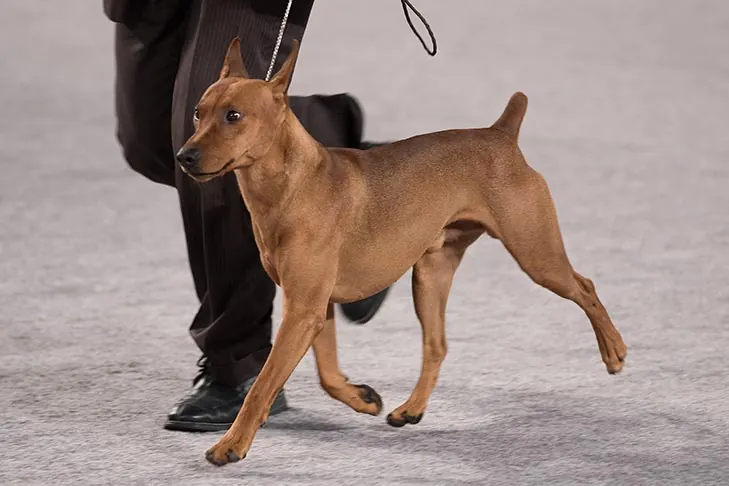 گالری تاریخچه ژرمن پینچر (German Pinscher)