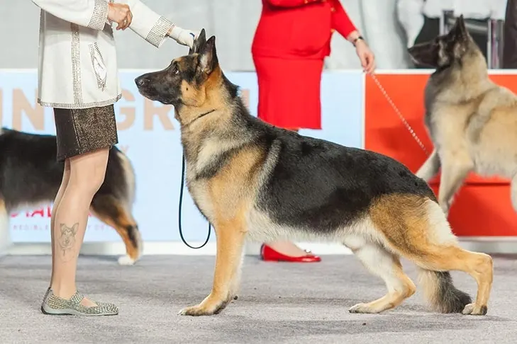 German Shepherd Dog
