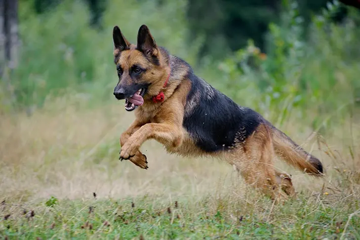 ژرمن شپرد (German Shepherd Dog)