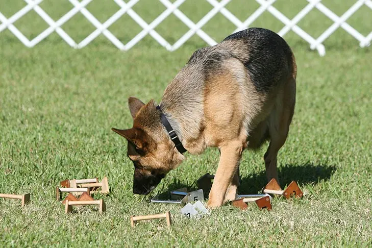 گالری تاریخچه ژرمن شپرد (German Shepherd Dog)