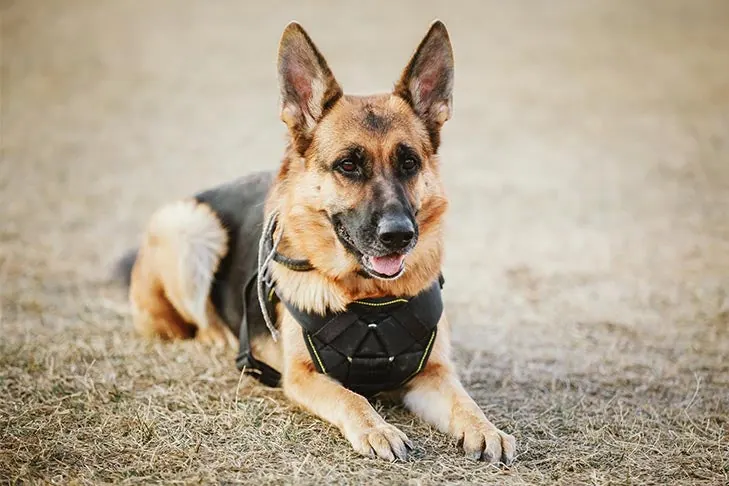 گالری تاریخچه ژرمن شپرد (German Shepherd Dog)