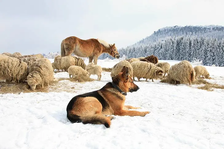 گالری تاریخچه ژرمن شپرد (German Shepherd Dog)