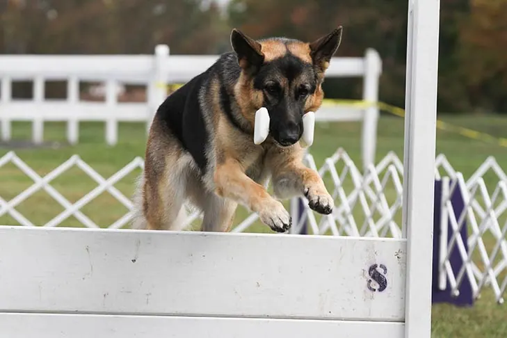 گالری تاریخچه ژرمن شپرد (German Shepherd Dog)