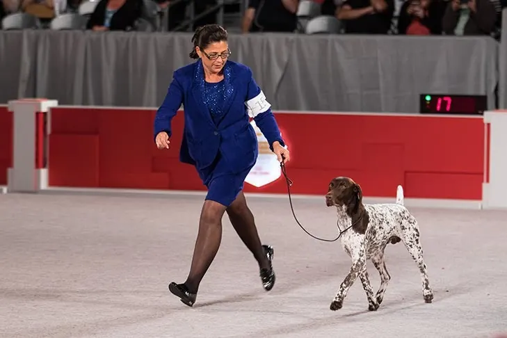 ژرمن شورت‌هیرد پوینتر (German Shorthaired Pointer)