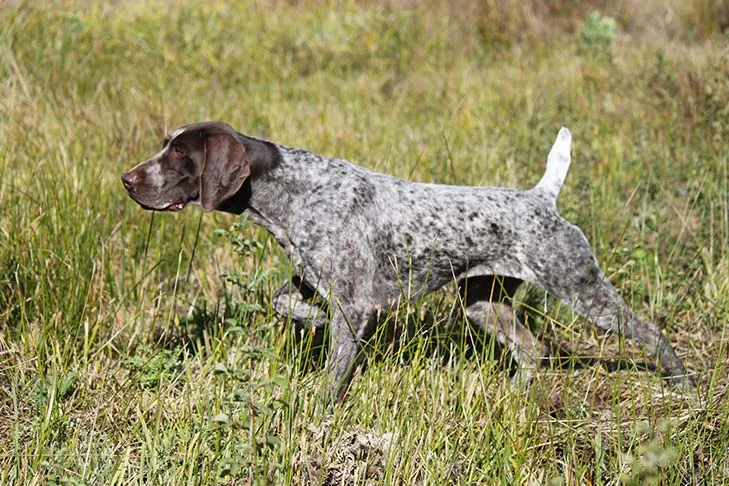 German Shorthaired Pointer