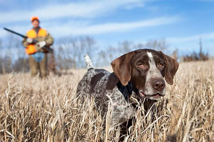 ژرمن شورت‌هیرد پوینتر (German Shorthaired Pointer)