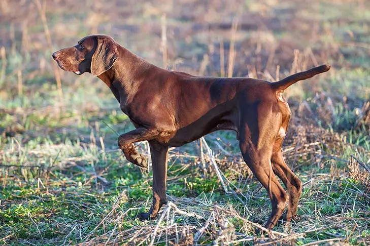گالری تاریخچه ژرمن شورت‌هیرد پوینتر (German Shorthaired Pointer)