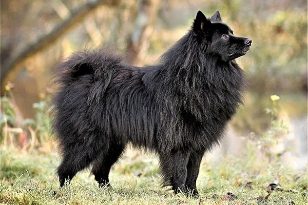 ژرمن اشپیتز (German Spitz)