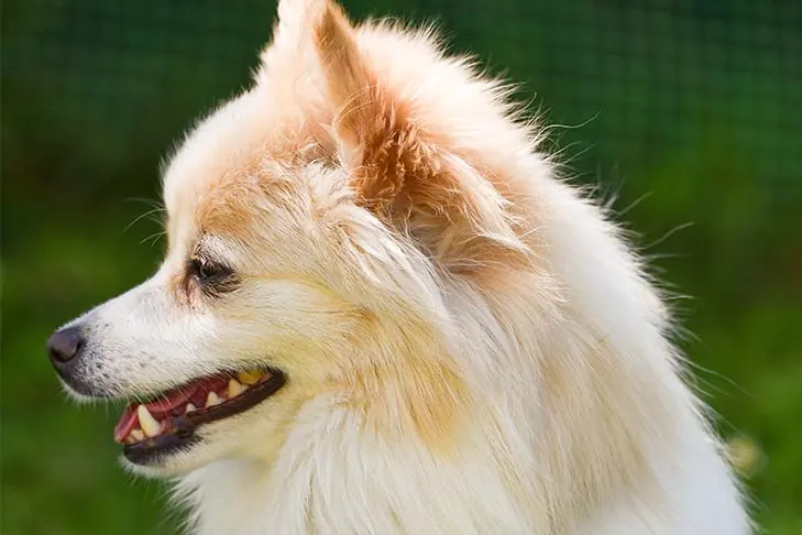 German Spitz