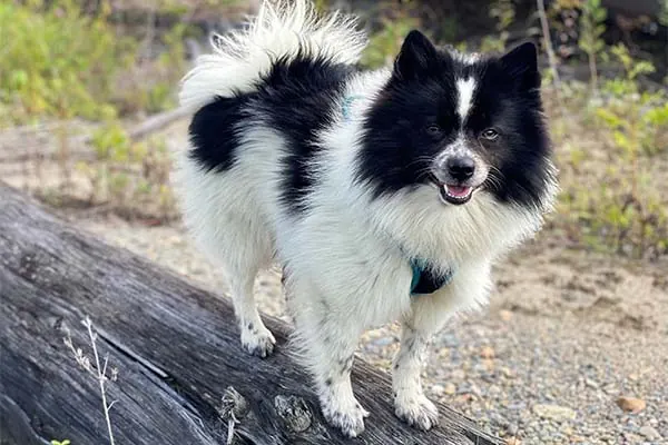 ژرمن اشپیتز (German Spitz)