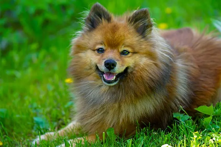 گالری تاریخچه ژرمن اشپیتز (German Spitz)