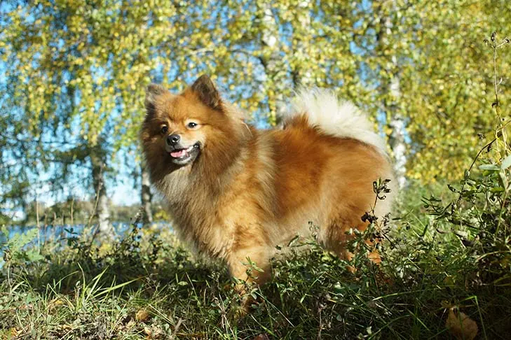 گالری تاریخچه ژرمن اشپیتز (German Spitz)
